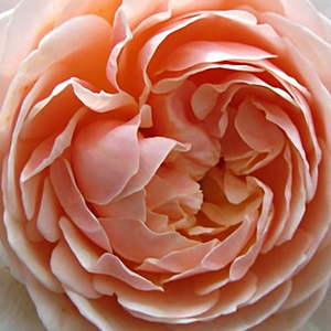 Spletna trgovina vrtnice - Angleška vrtnica - rumena - Rosa Ausleap - Vrtnica intenzivnega vonja - David Austin - -